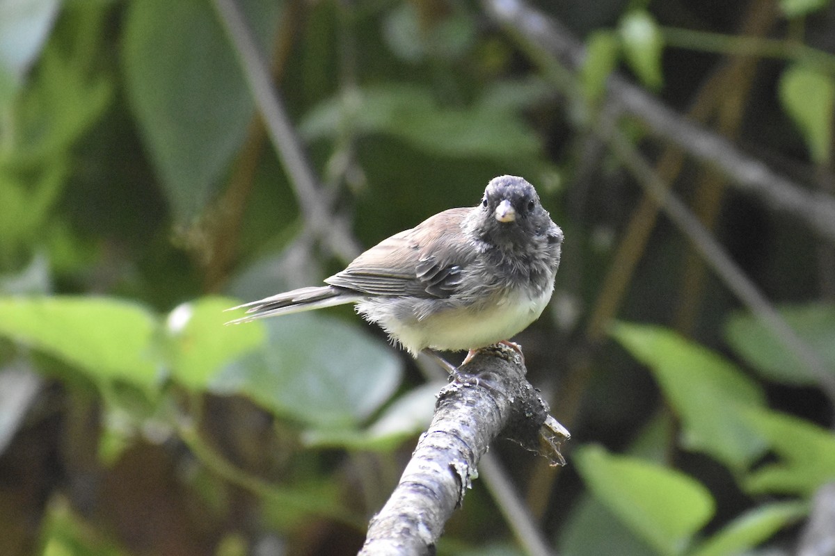 Junco Ojioscuro (grupo oreganus) - ML474701671