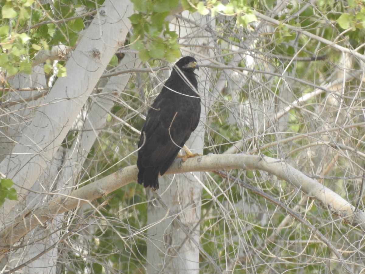 Common Black Hawk - ML474702041