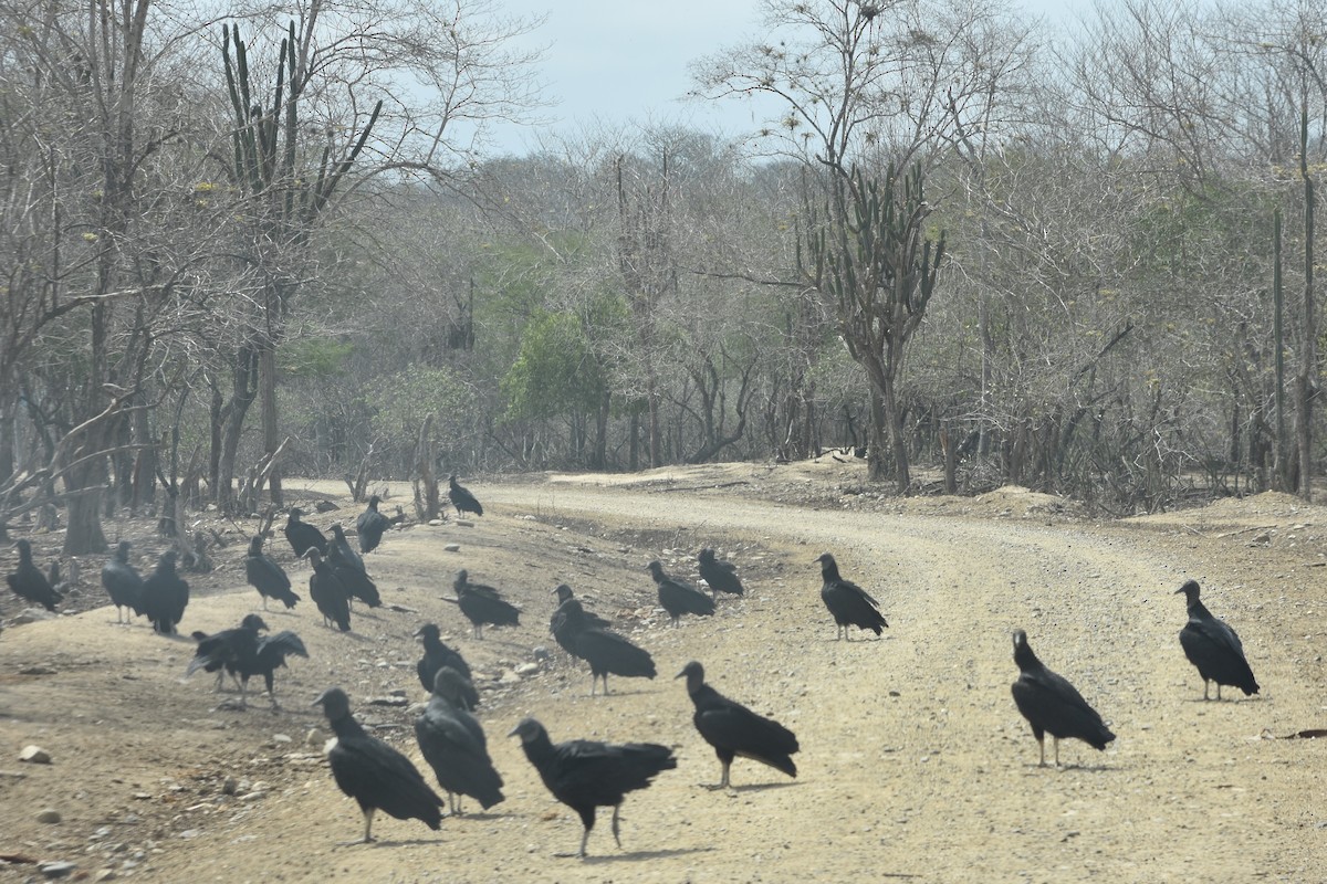 Black Vulture - ML474702191