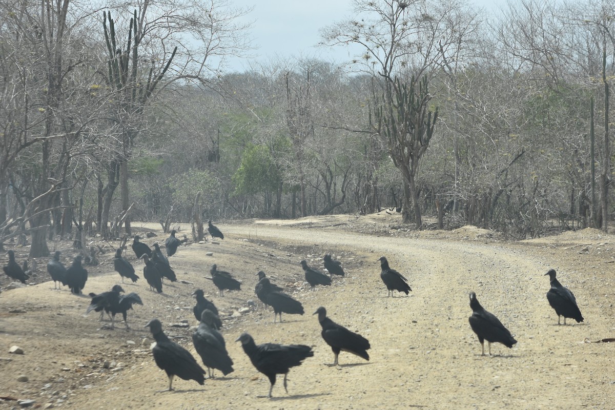 Black Vulture - ML474702191