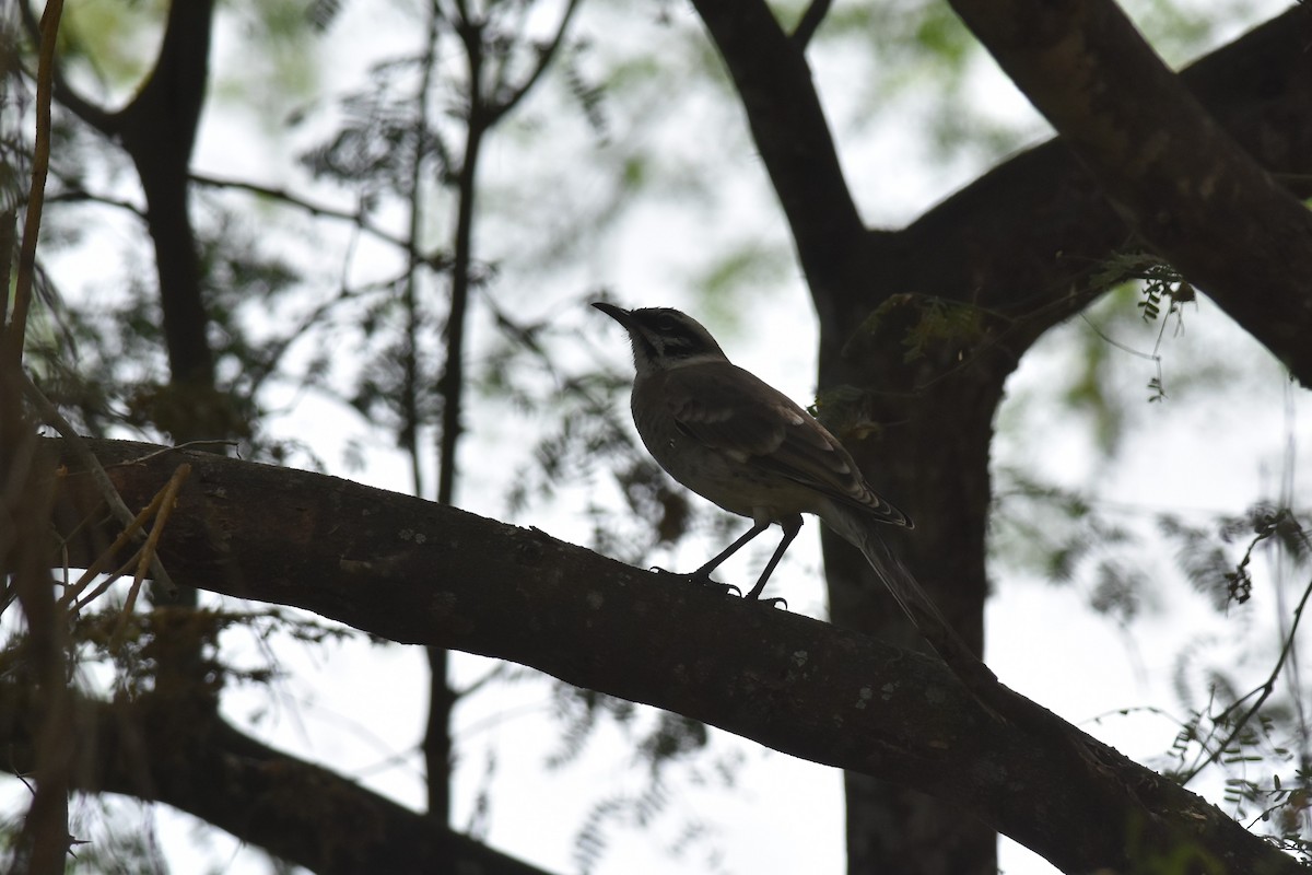 Long-tailed Mockingbird - Kazumi Ohira