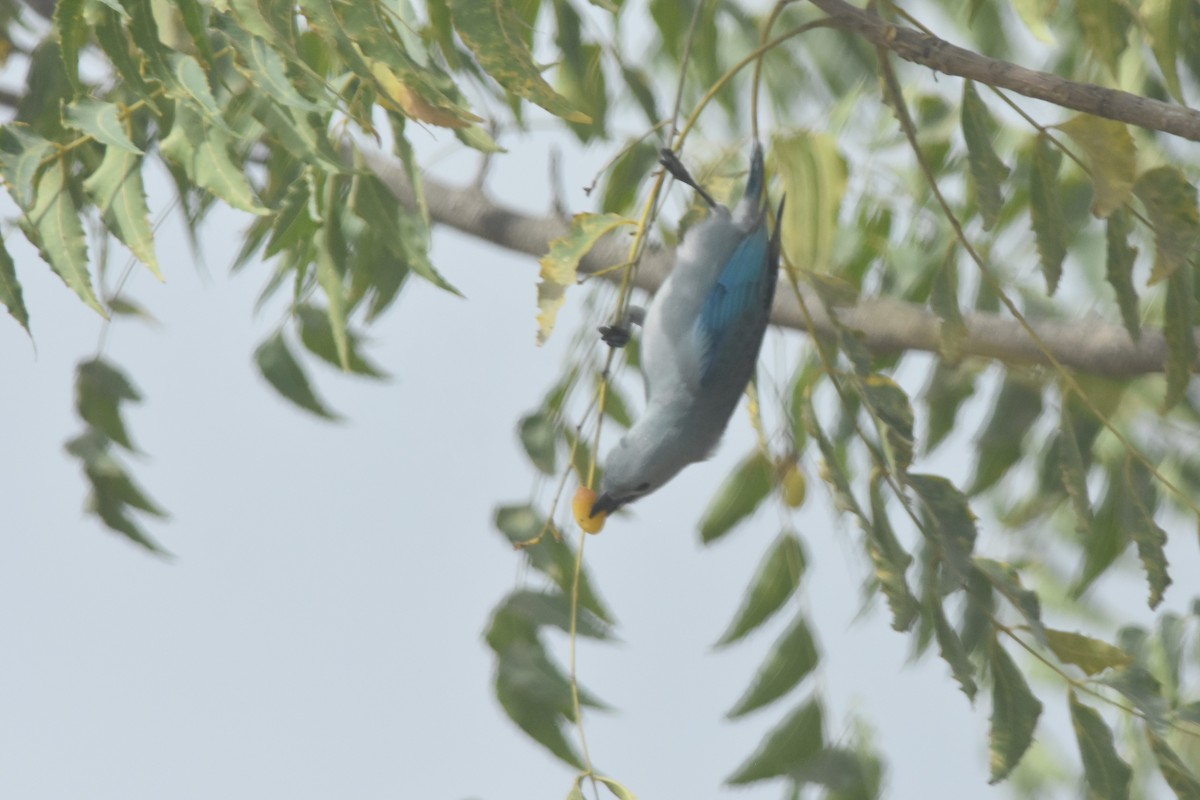 Blue-gray Tanager - Kazumi Ohira