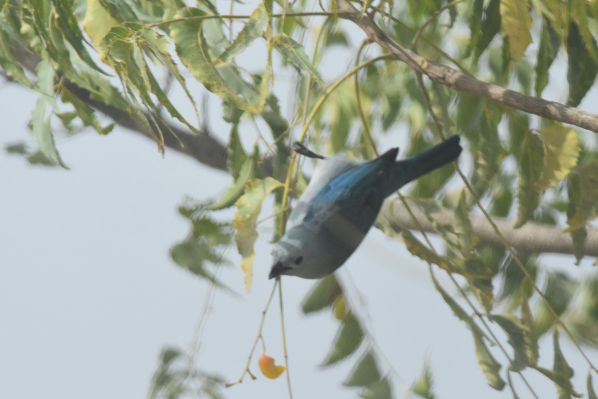 Blue-gray Tanager - Kazumi Ohira