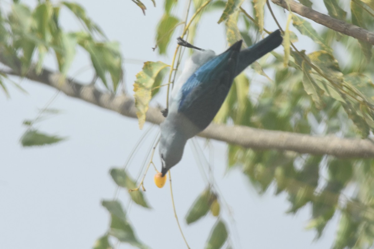 Blue-gray Tanager - Kazumi Ohira