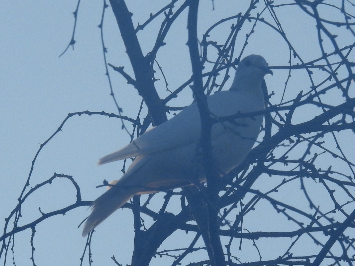 Eurasian Collared-Dove - Nathan Wahler