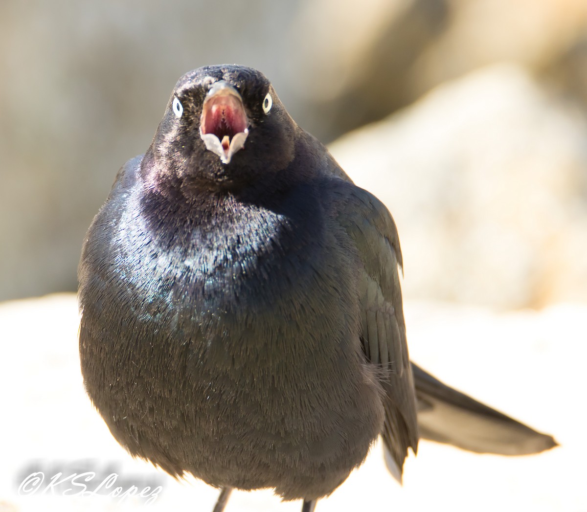 Brewer's Blackbird - Kathy Lopez