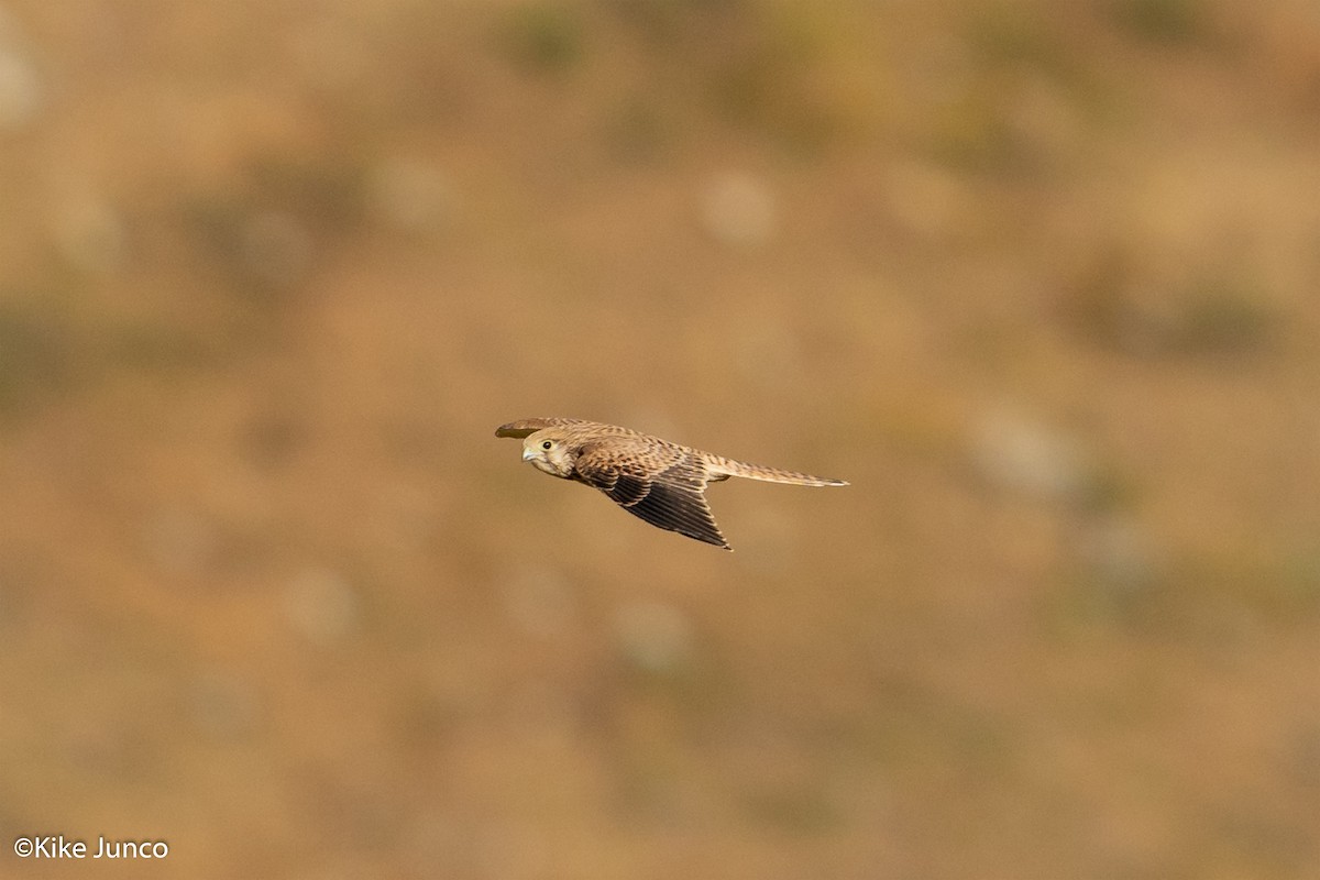 Eurasian Kestrel - ML474705321