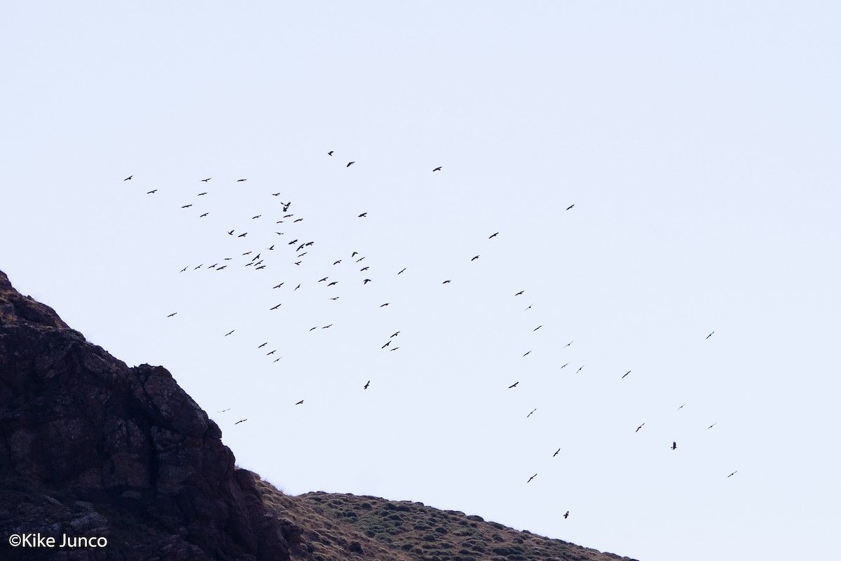 Red-billed Chough - Kike Junco