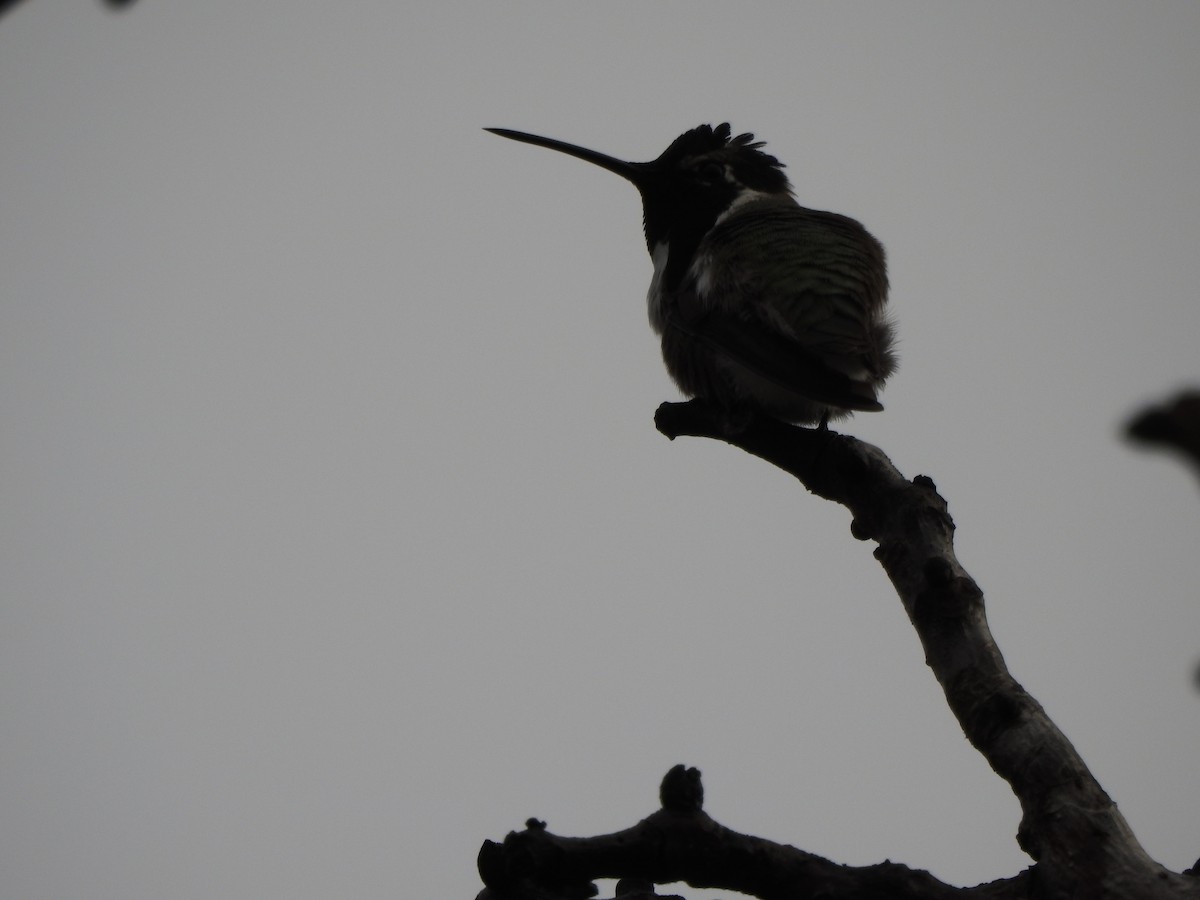 Costa's Hummingbird - ML47470571