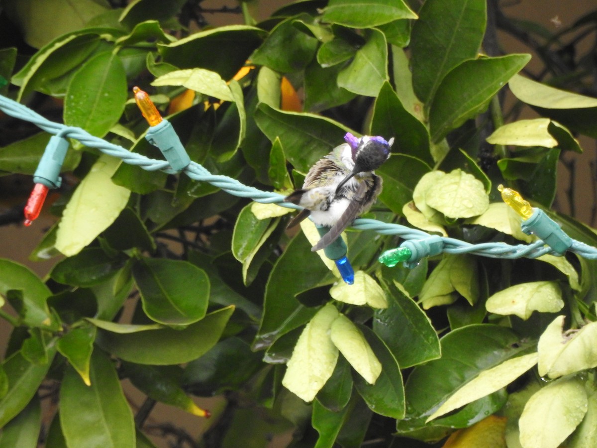 Costa's Hummingbird - ML47470581