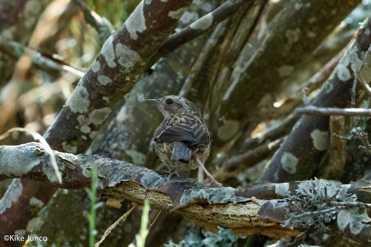 Dunnock - ML474706001