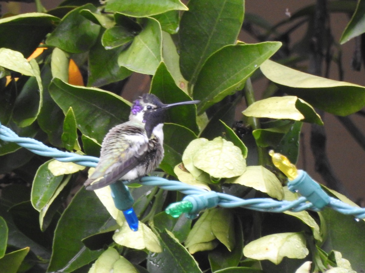 Colibrí de Costa - ML47470651