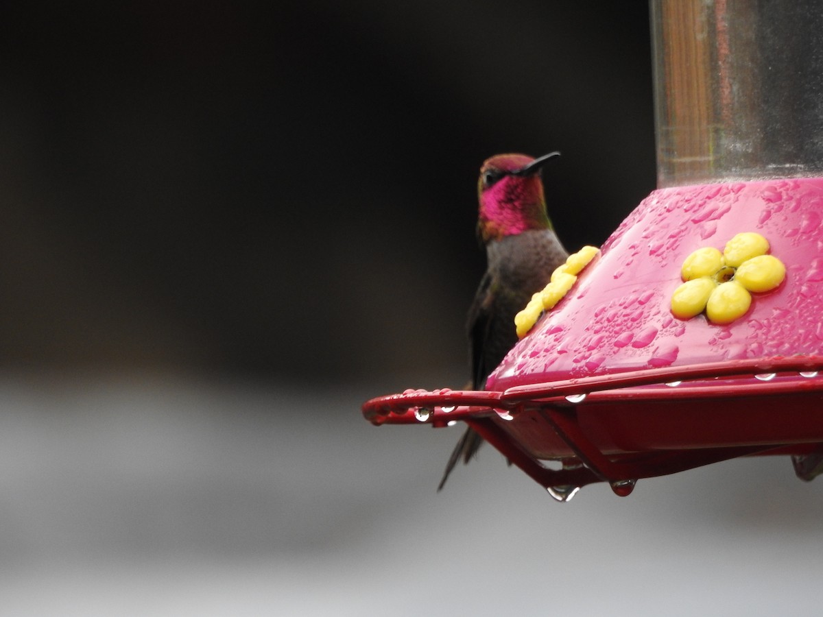 Anna's Hummingbird - ML47470791