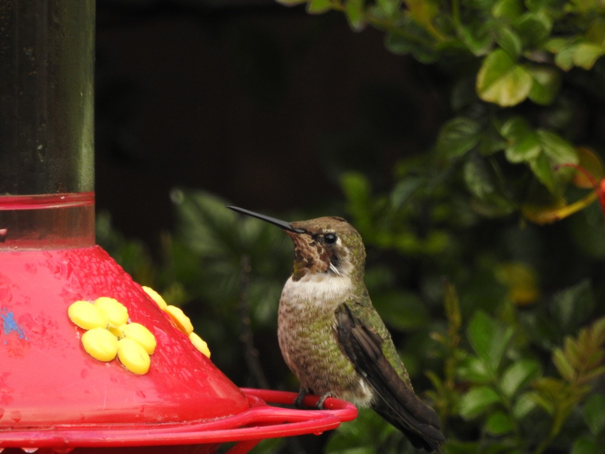 Anna's Hummingbird - ML47470801