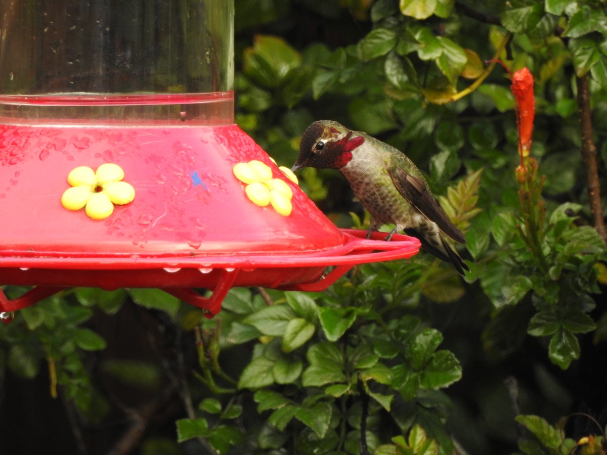 Anna's Hummingbird - ML47470821