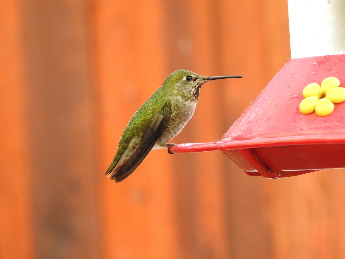 Anna's Hummingbird - ML47470831