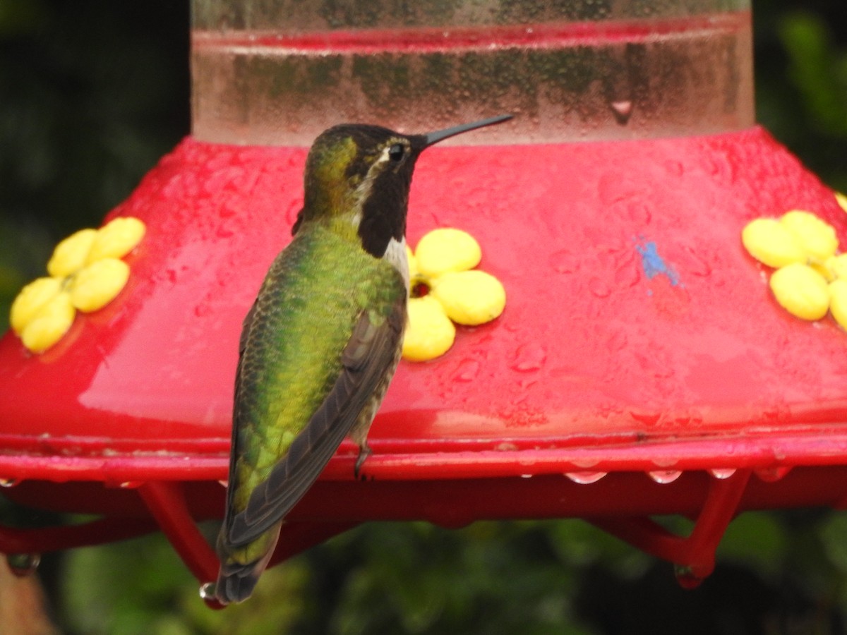 Anna's Hummingbird - ML47470861