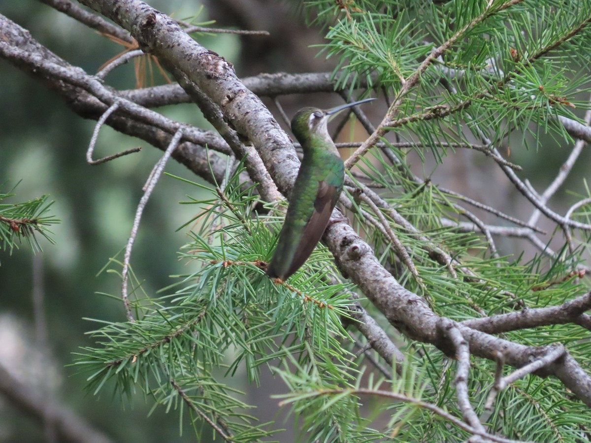 Rivoli's Hummingbird - ML474708661