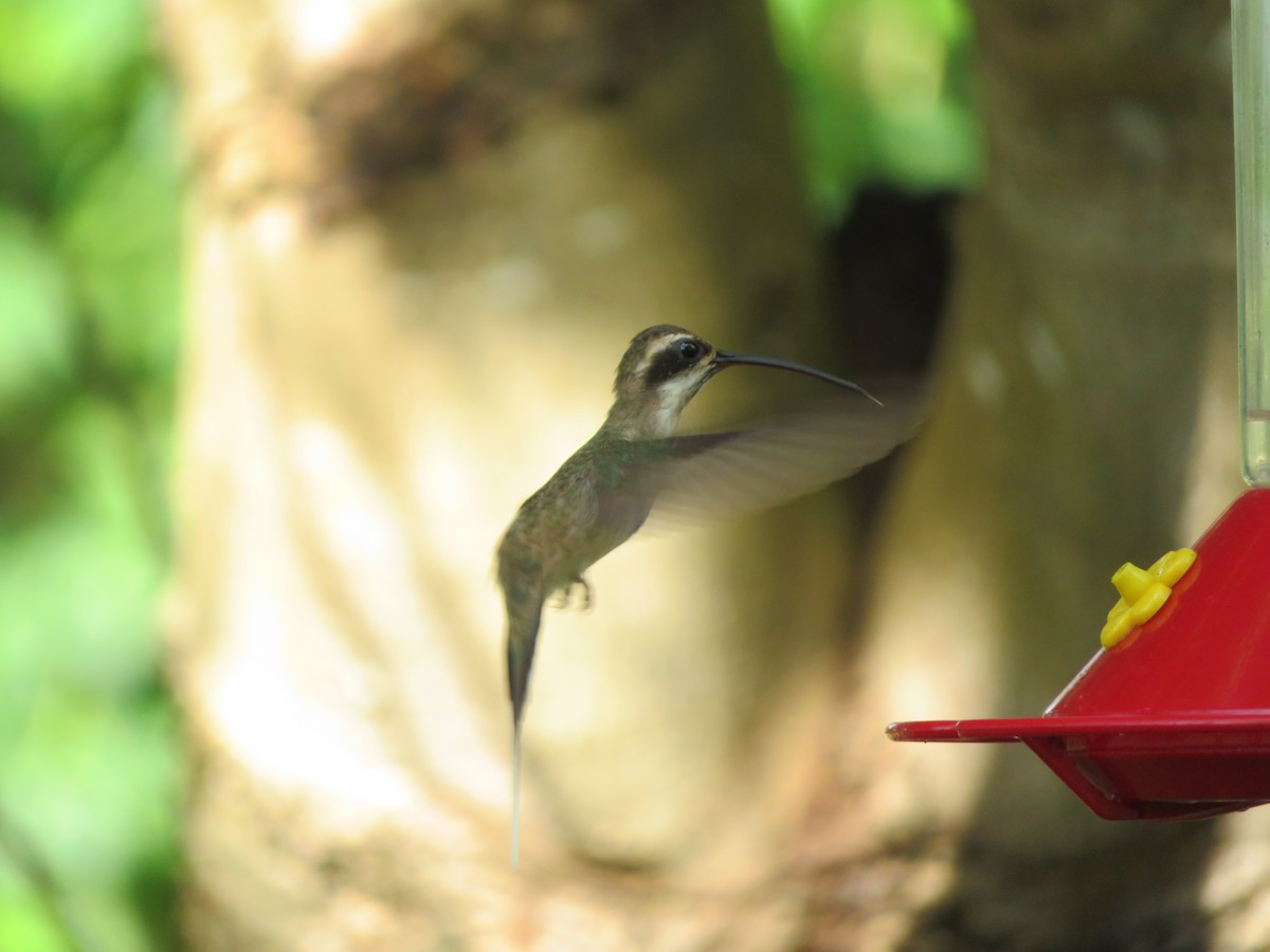 Pale-bellied Hermit - ML474709061