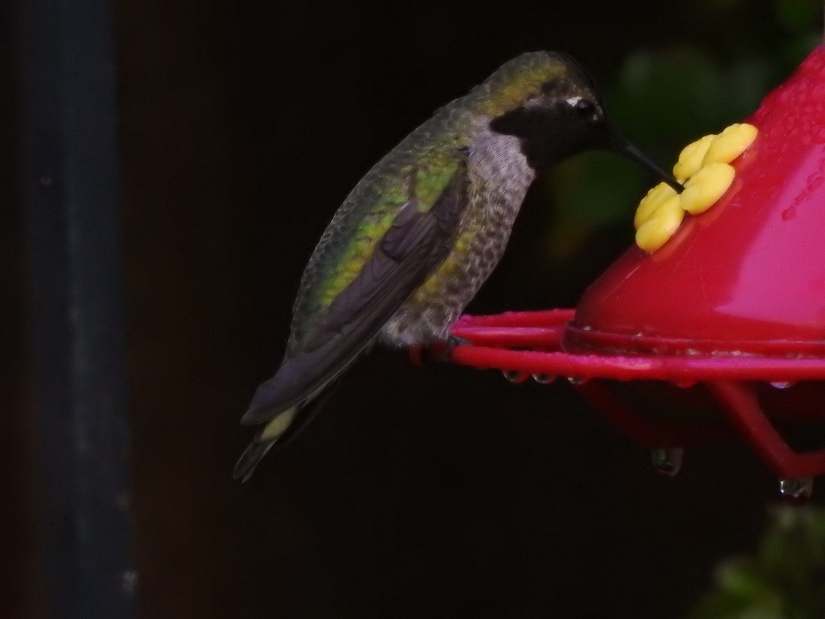 Anna's Hummingbird - ML47470941