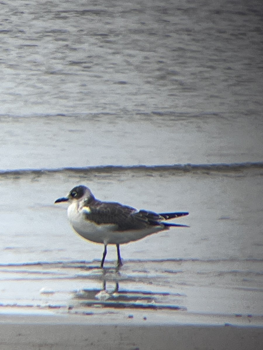 Mouette de Franklin - ML474709631