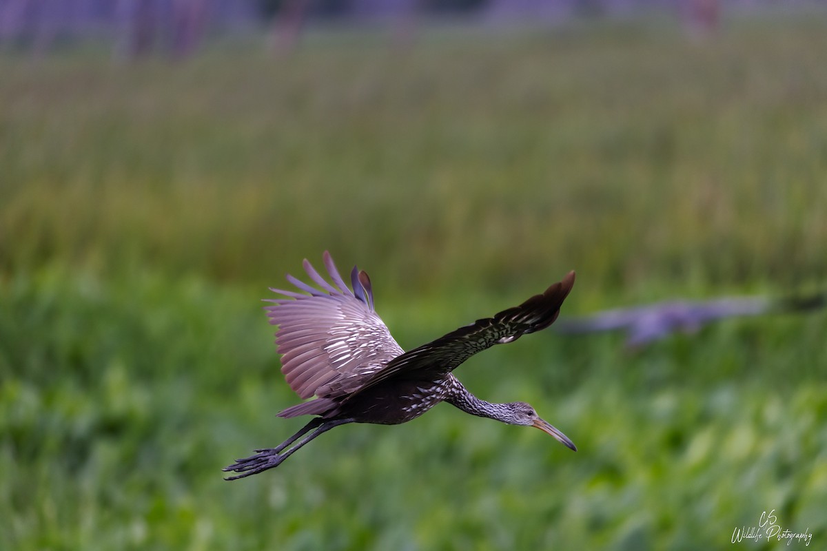 Limpkin - ML474710791