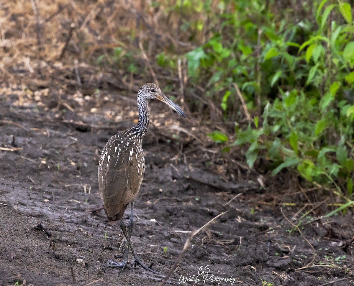 Limpkin - ML474710801