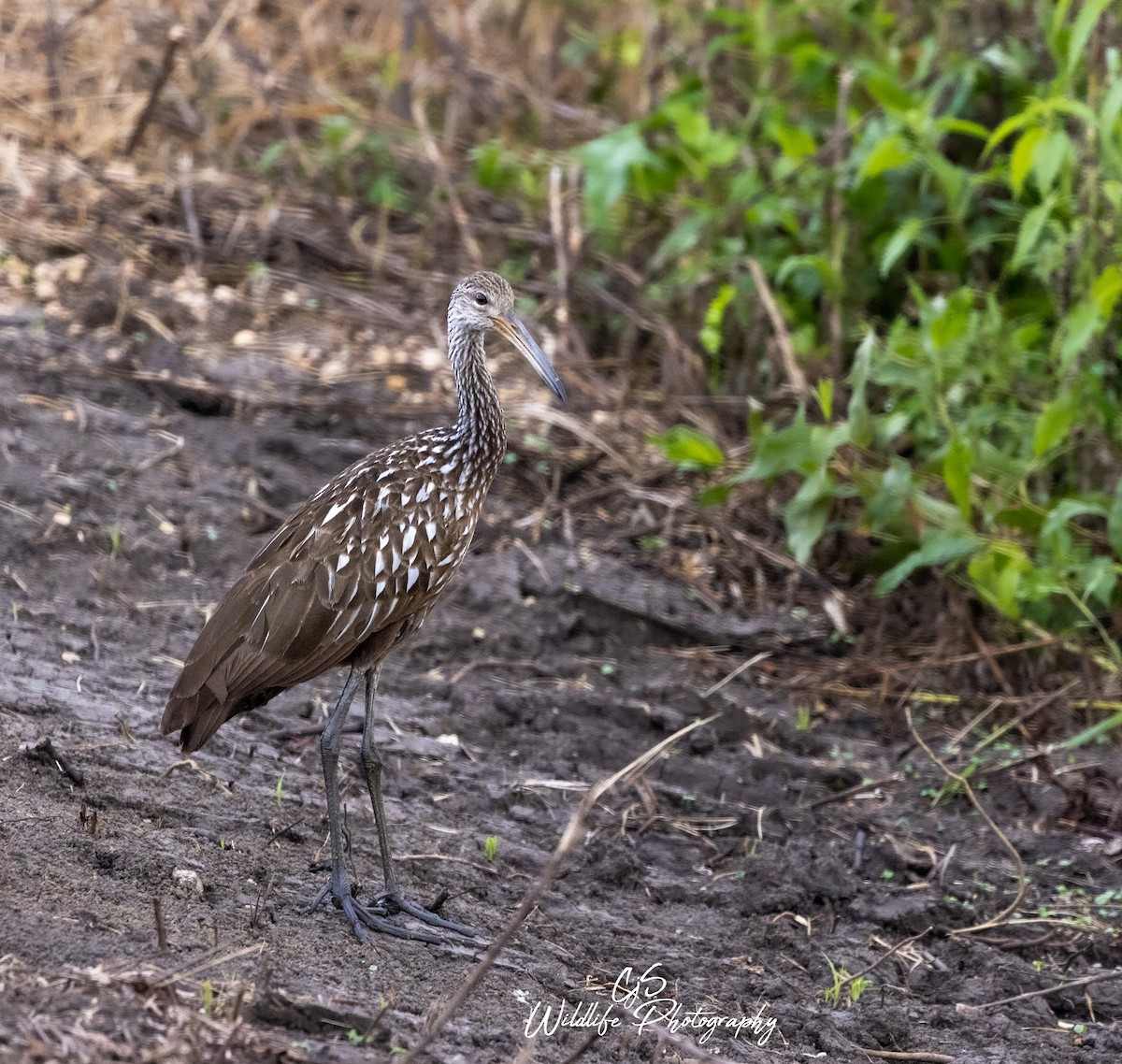 Limpkin - ML474710811