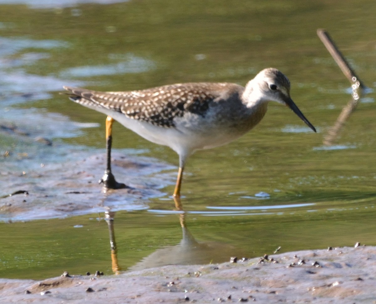 Lesser Yellowlegs - ML474711301