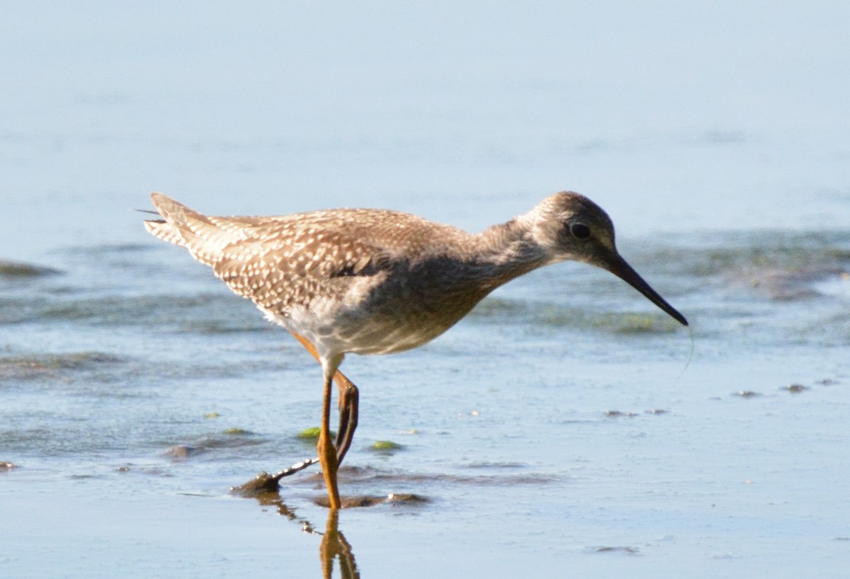 Lesser Yellowlegs - ML474711331