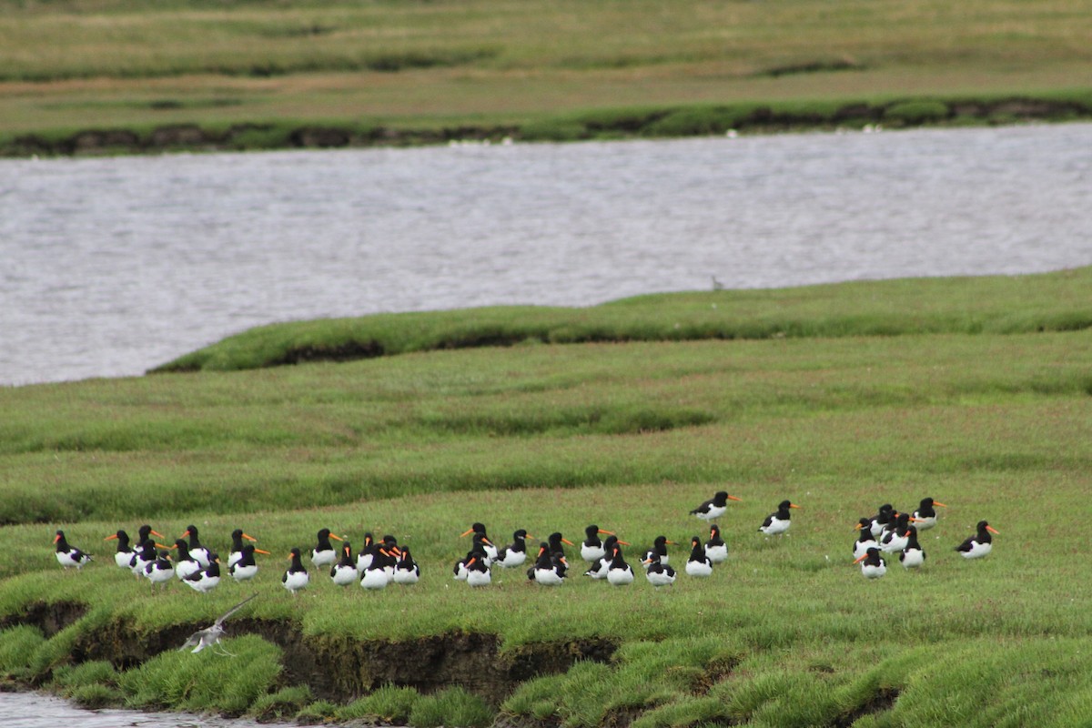 Eurasian Oystercatcher - Kyle Jones