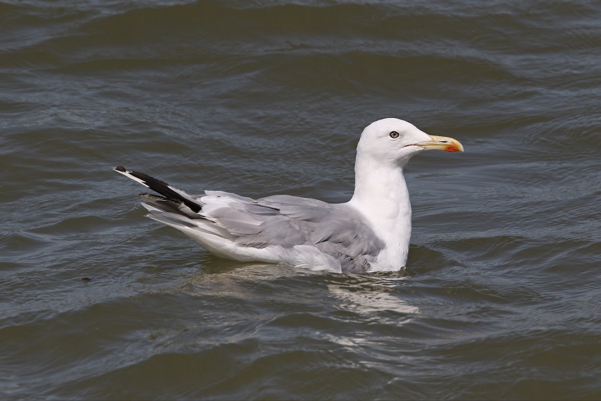 Caspian Gull - ML474713041