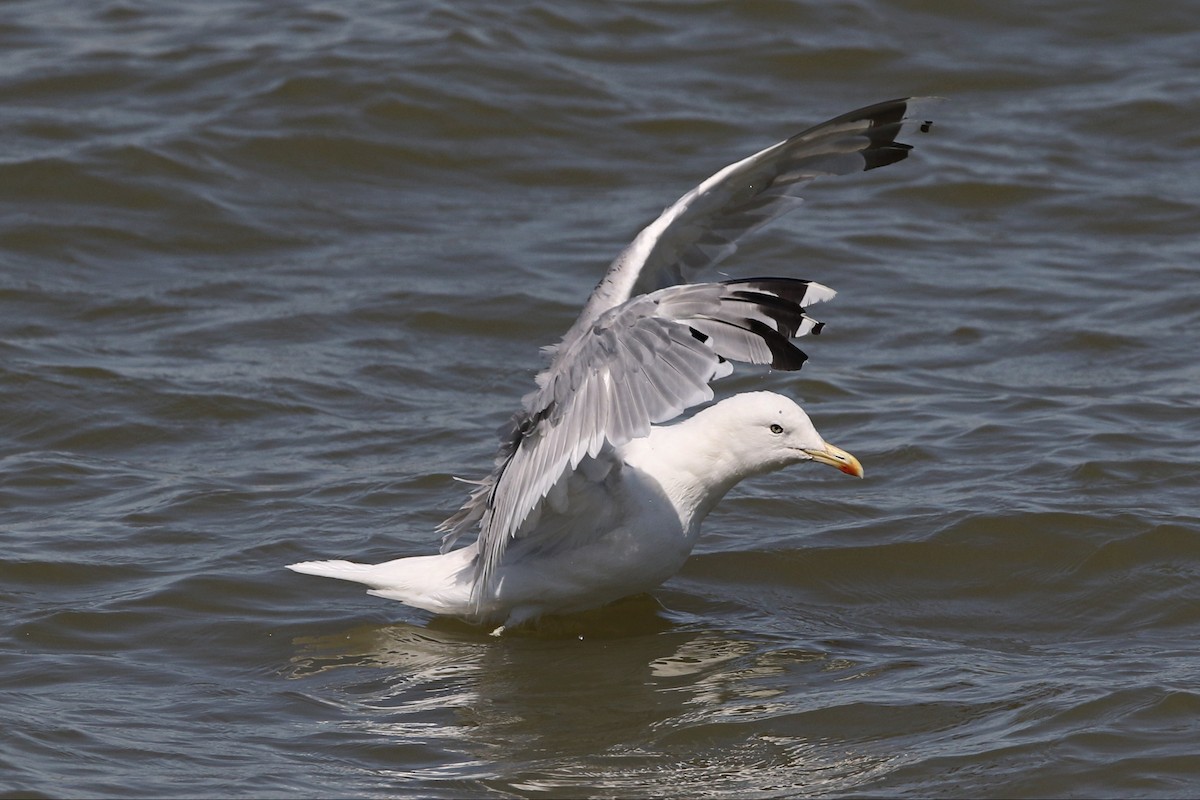 Caspian Gull - ML474713161