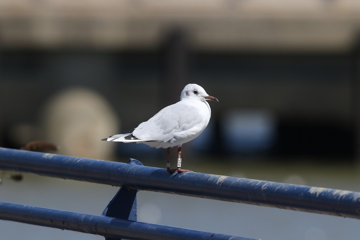 Black-headed Gull - ML474713311