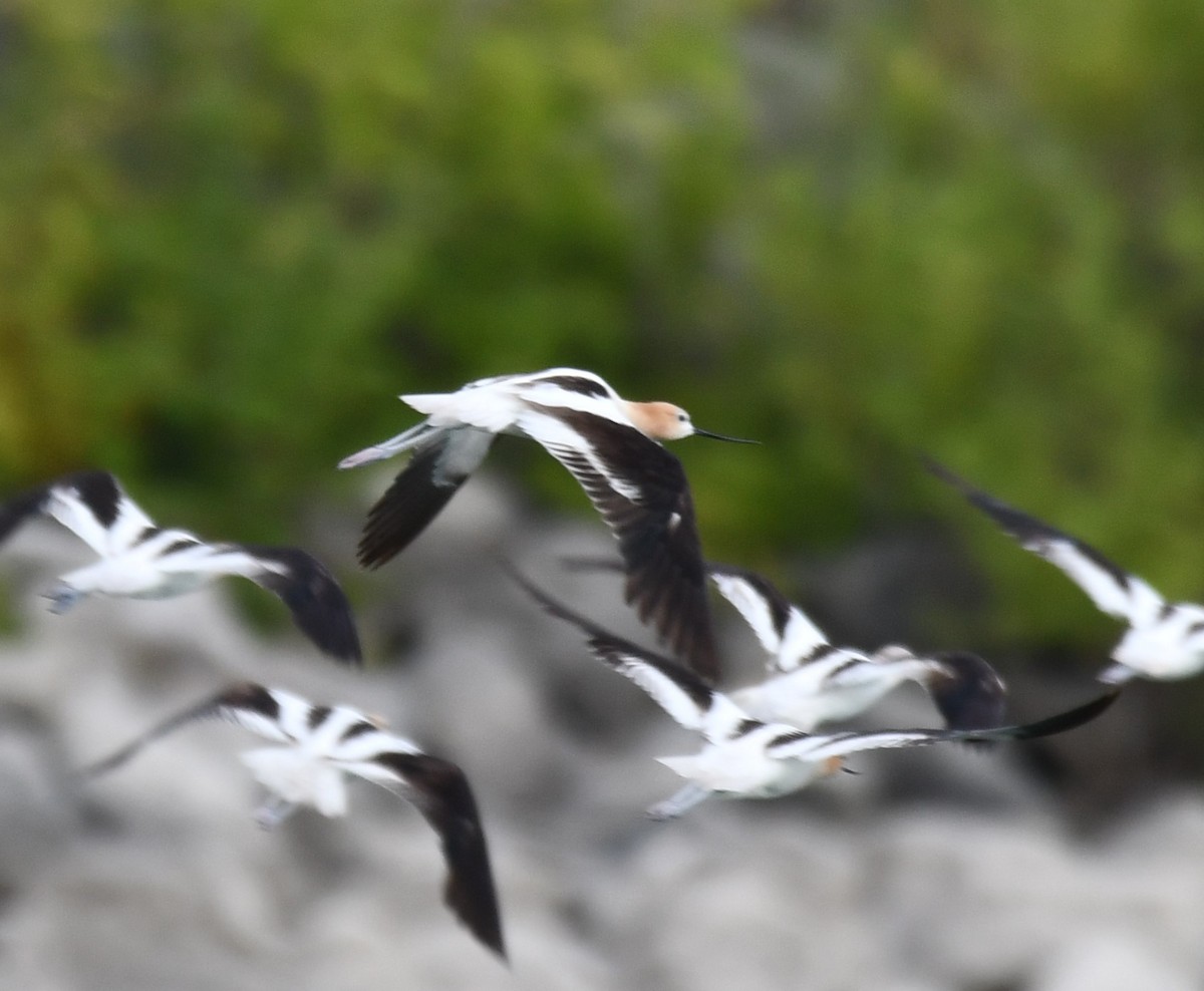 American Avocet - Mike Crownover Sr.