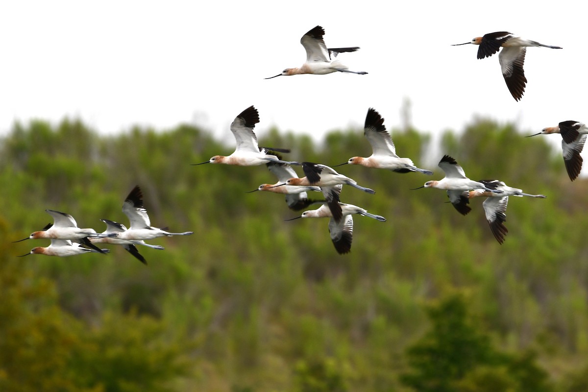 Avocette d'Amérique - ML474714881