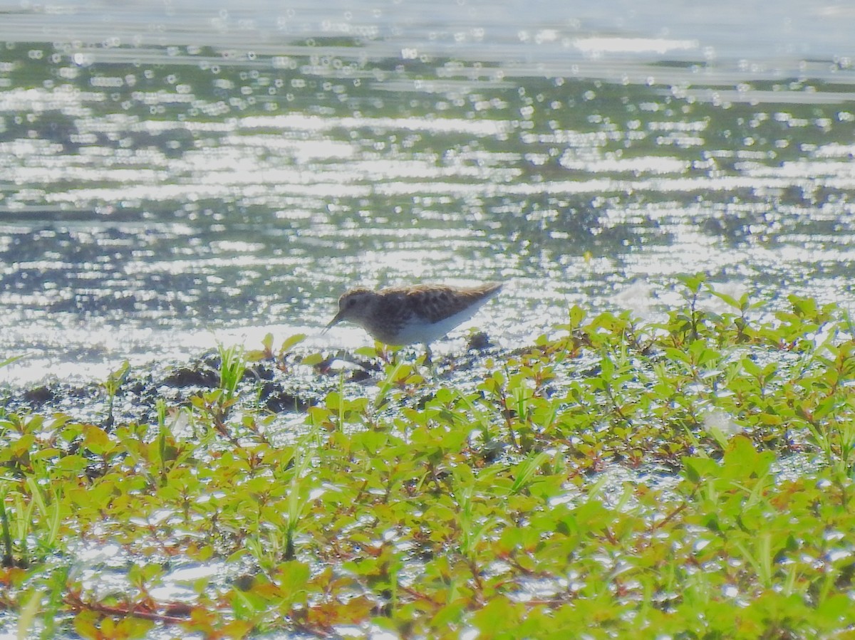 Wiesenstrandläufer - ML474715211