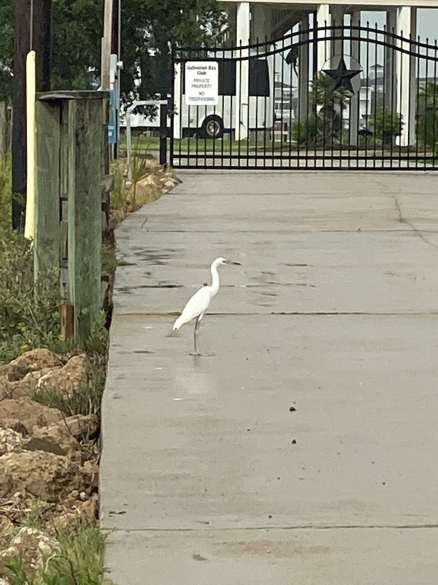 Little Blue Heron - ML474717001