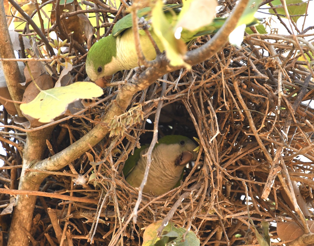 Monk Parakeet - ML474717271