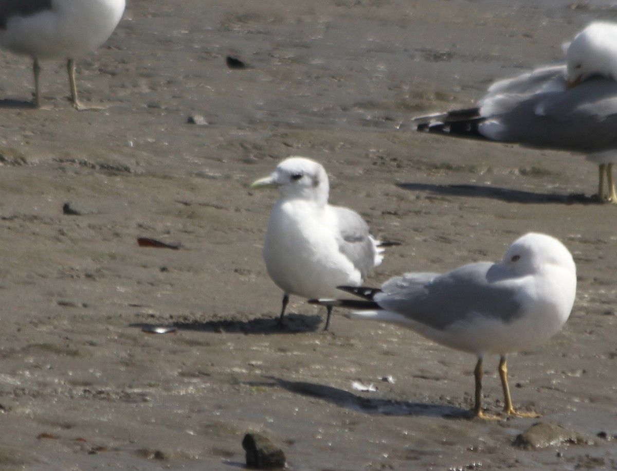 ミツユビカモメ（pollicaris） - ML474718041