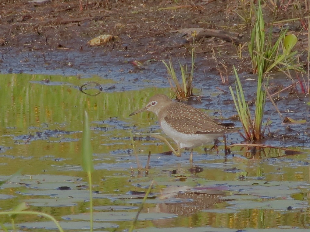 Solitary Sandpiper - ML474718261