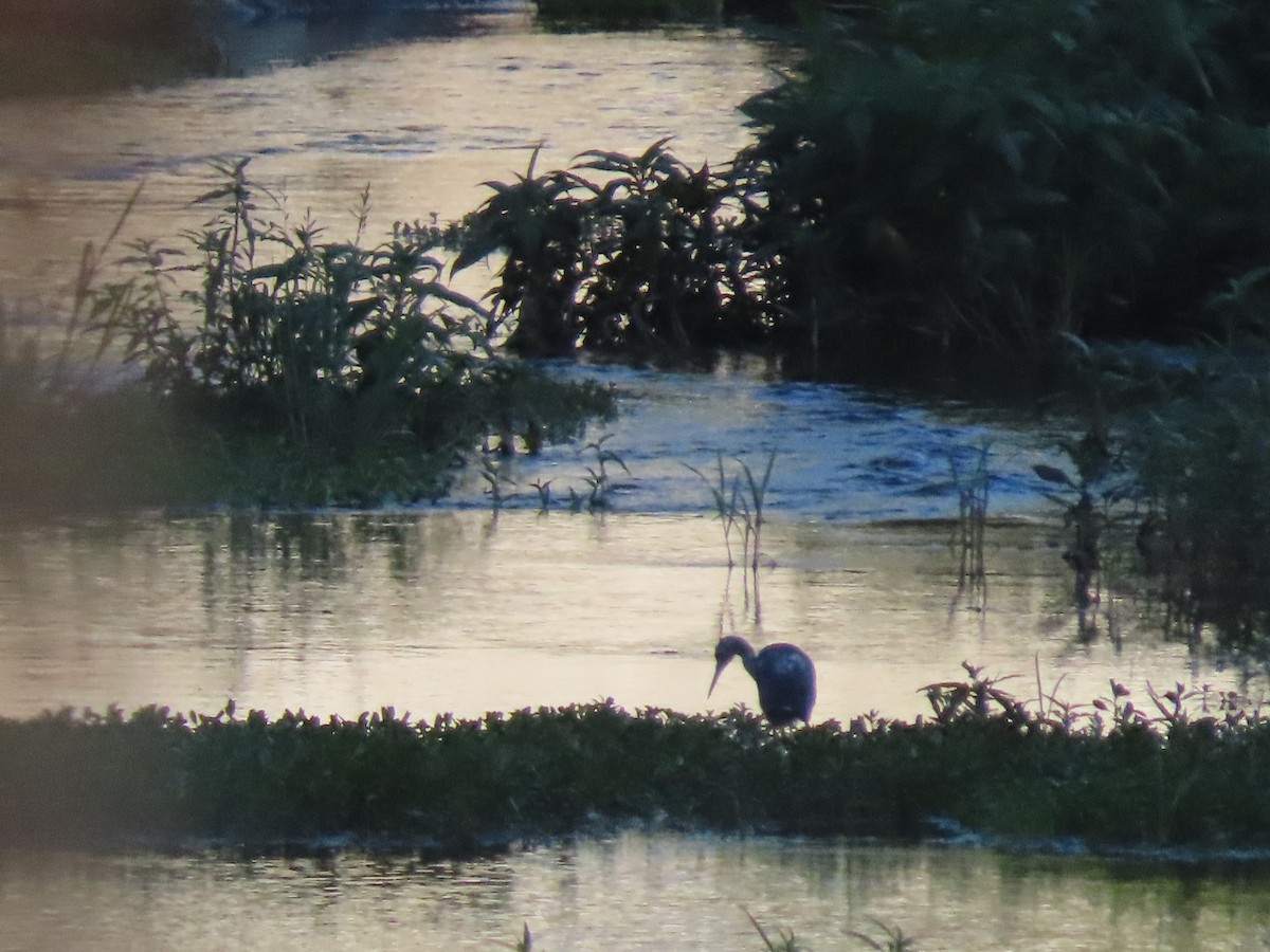 Little Blue Heron - ML474718361