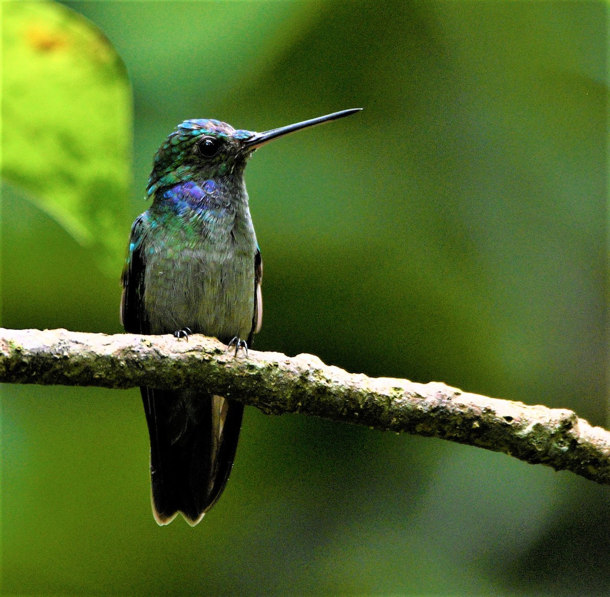 Charming Hummingbird - ML474722151