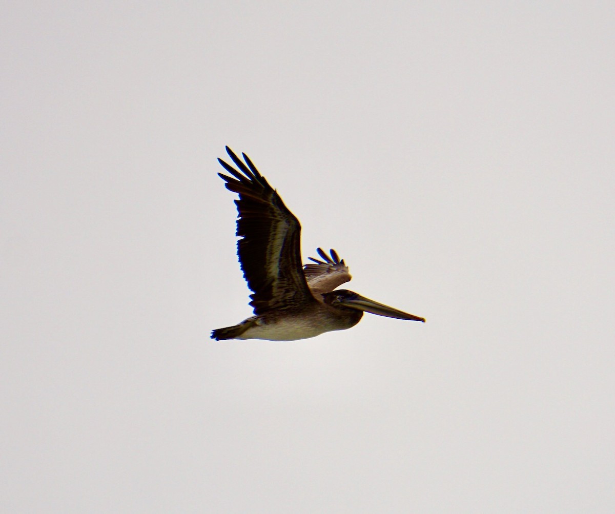 Brown Pelican - ML474723091