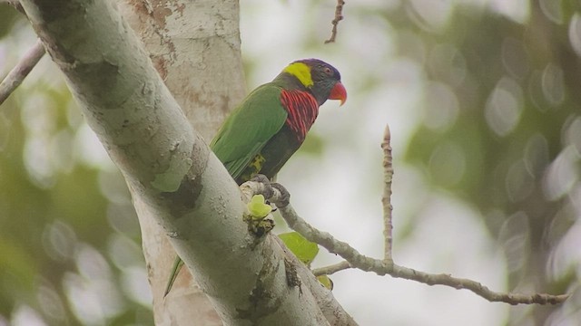 新幾內亞彩虹吸蜜鸚鵡 - ML474723301