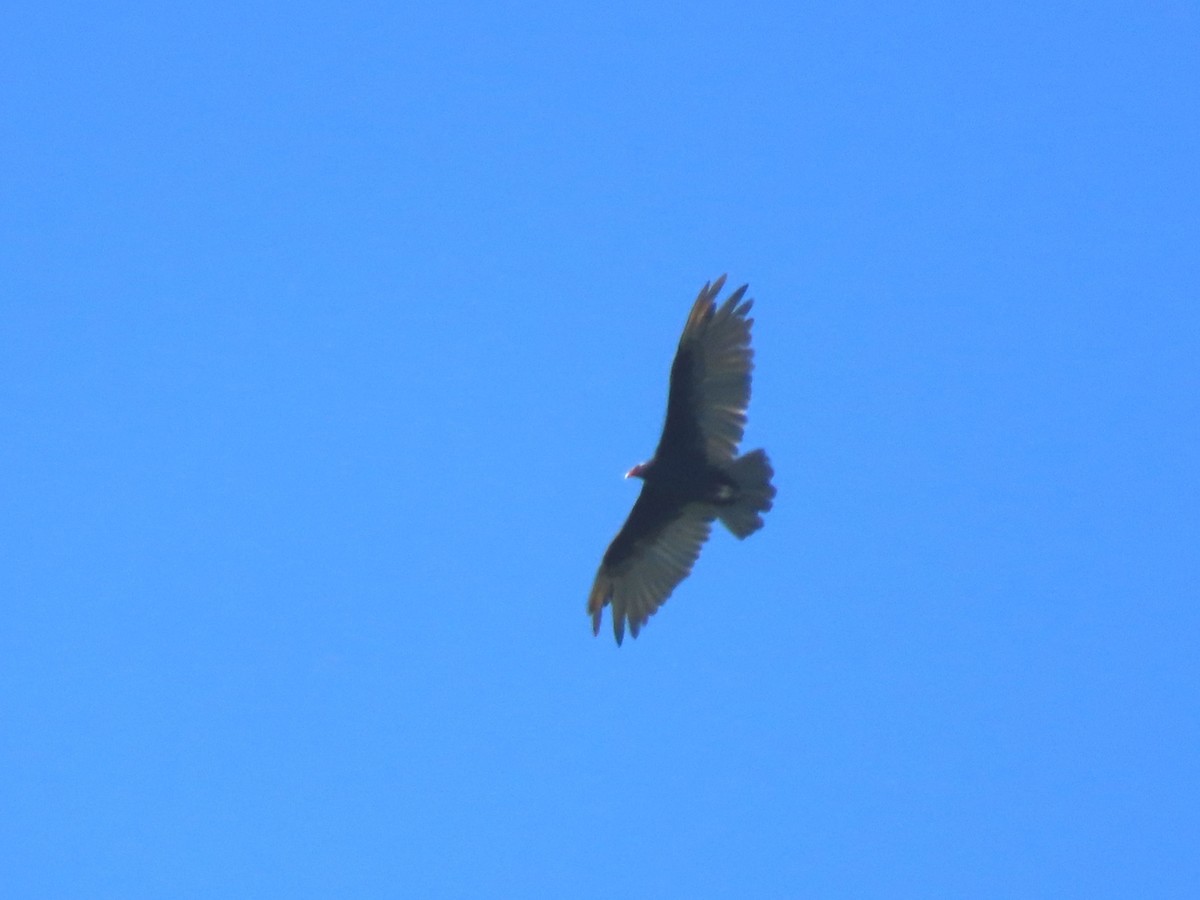 Turkey Vulture - ML474724081