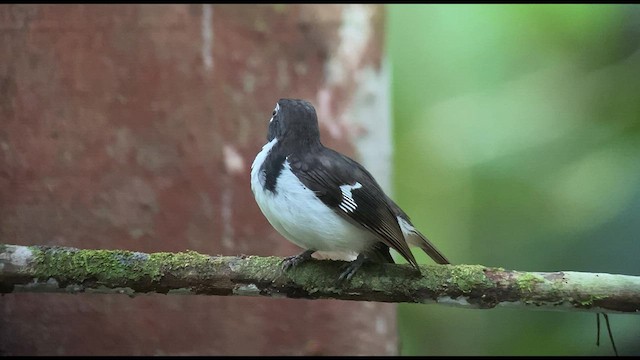 Black-sided Robin - ML474725711