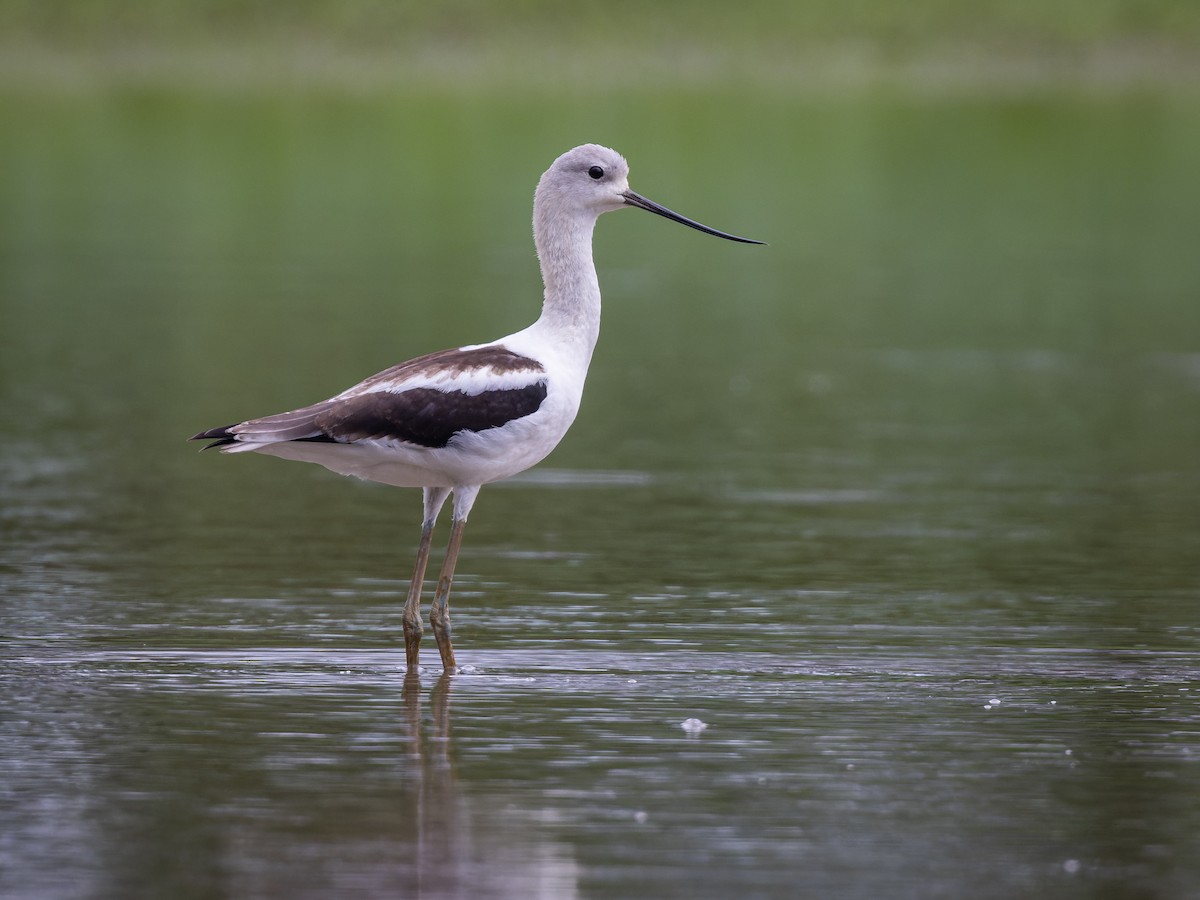 American Avocet - ML474727161