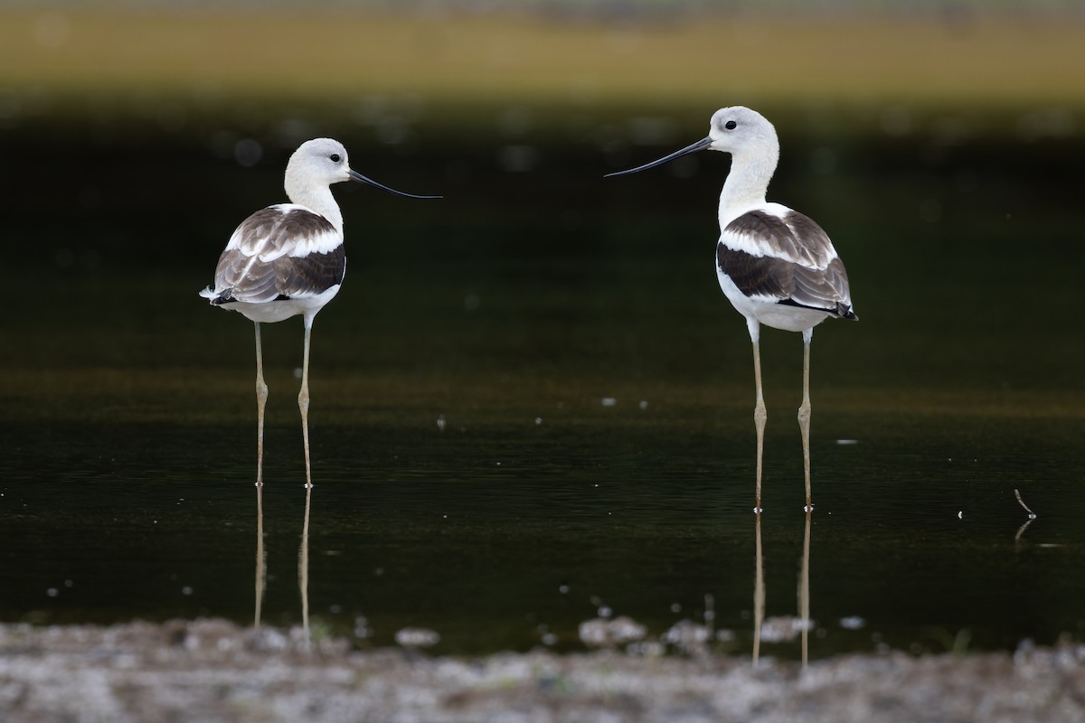 American Avocet - ML474727181