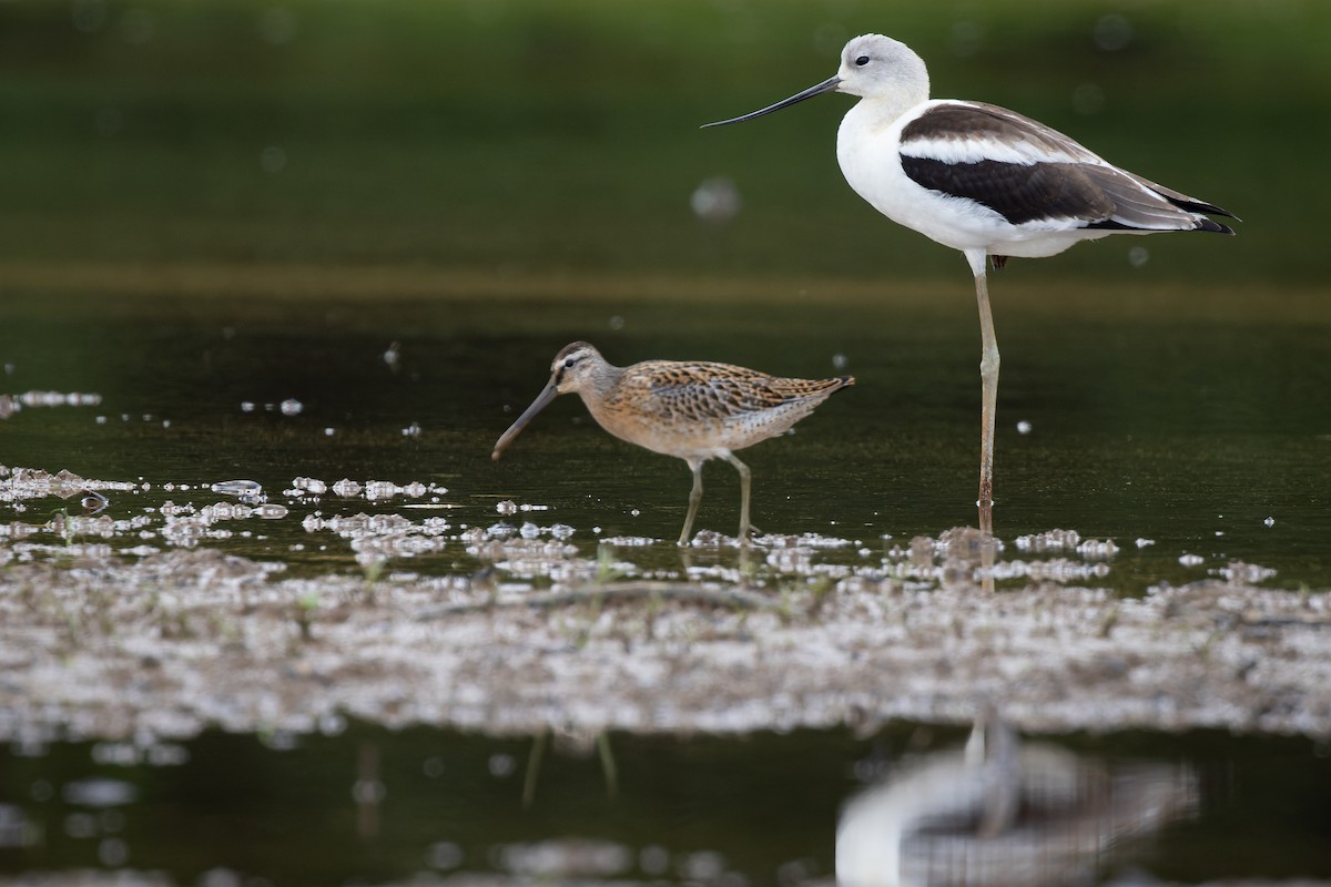 kortnebbekkasinsnipe - ML474727281